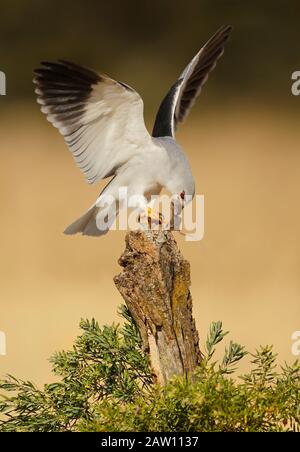 Schwarzgeflügelter Kite (Elanus caeruleus) mit Beute, Spanien Stockfoto