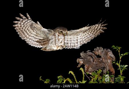 Kleine Eule (Athene noctua), die nachts in Spanien fliegt Stockfoto