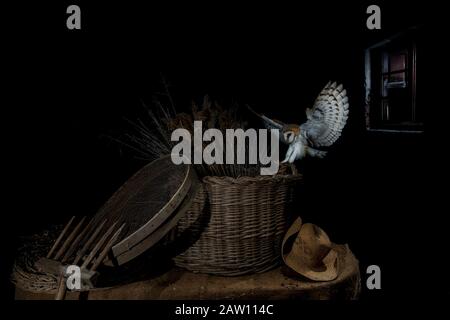 Barn Eule (Tyto alba) landen nachts im Bauernzimmer in Spanien Stockfoto