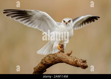 Schwarzgeflügelter Kite (Elanus caeruleus), Spanien Stockfoto