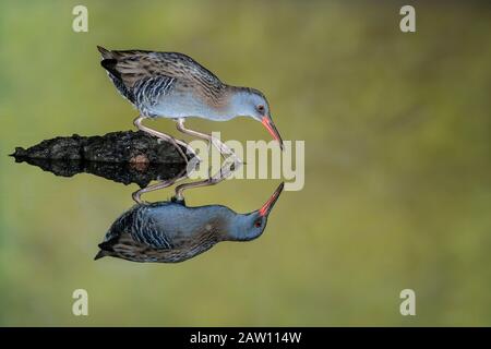 Wasserbahn (Rallus aquaticus) Salamanca, Castilla y Leon, Spanien Stockfoto