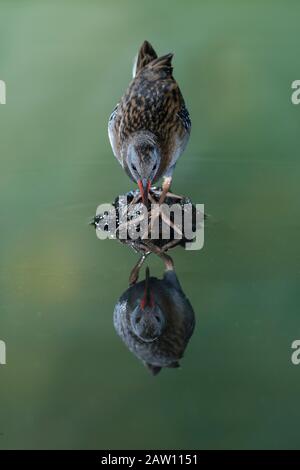 Wasserbahn (Rallus aquaticus) Salamanca, Castilla y Leon, Spanien Stockfoto