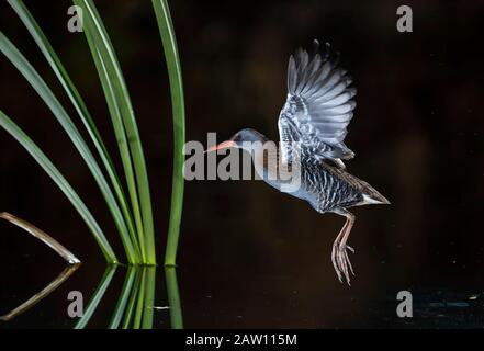 Wasserbahn (Rallus aquaticus) Salamanca, Castilla y Leon, Spanien Stockfoto