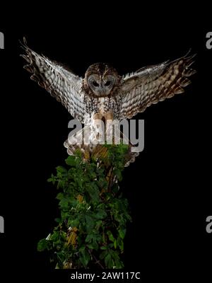 Tawny Eule (Strix aluco), Spanien Stockfoto