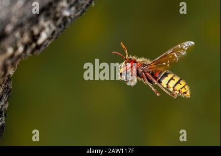 Europäisches Hornet (Vespa crabro). Erwachsene fliegen mit Beute, Salamanca, Castilla y León, Spanien Stockfoto