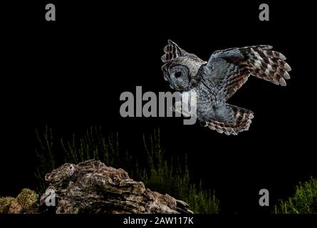 Tawny Eule (Strix aluco) Flying, Spanien Stockfoto