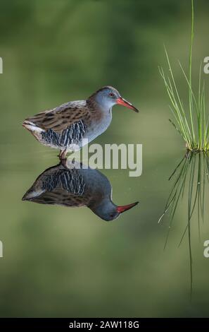 Wasserbahn (Rallus aquaticus) Salamanca, Castilla y Leon, Spanien Stockfoto