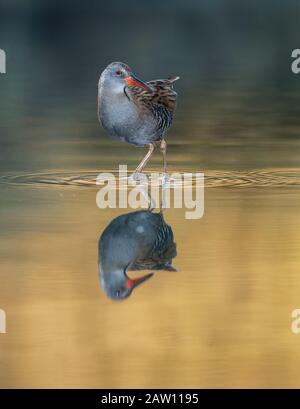 Wasserbahn (Rallus aquaticus) Salamanca, Castilla y Leon, Spanien Stockfoto