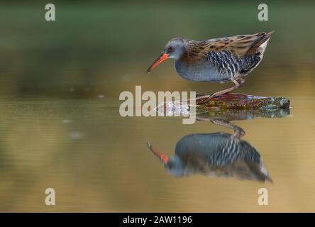 Wasserbahn (Rallus aquaticus) Salamanca, Castilla y Leon, Spanien Stockfoto