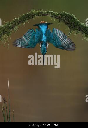 Gemeinsames Kingfisher (Alcedo atthis) Tauchen, Salamanca, Spanien Stockfoto