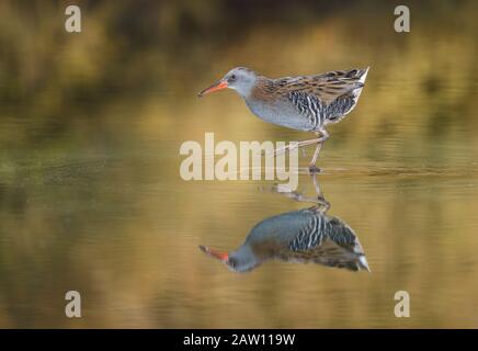 Wasserbahn (Rallus aquaticus) Salamanca, Castilla y Leon, Spanien Stockfoto