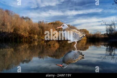 Wasserbahn (Rallus aquaticus) Salamanca, Castilla y Leon, Spanien Stockfoto