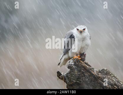 Schwarzgeflügelter Kite (Elanus caeruleus) unter einem Schneesturm, Salamanca, Castilla y León, Spanien Stockfoto