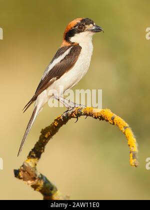 Woodchat Shrike (Lanius Senator) Salamanca, Castilla y Leon, Spanien Stockfoto