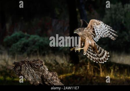 Northern Goshawk (Accipiter gentilis) in Flight, Salamanca, Castilla y León, Spanien Stockfoto