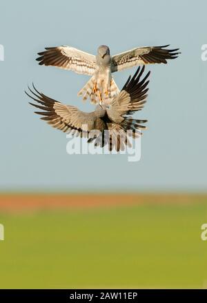 Montagu's Harrier (Circus pygargus) Paar im Flug, Salamanca, Castilla y Leon, Spanien Stockfoto