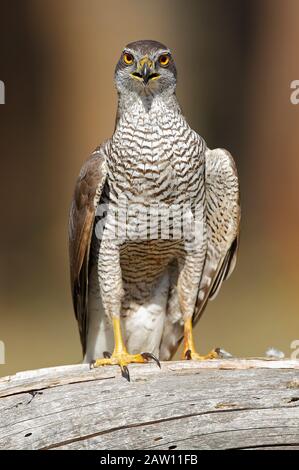 Northern Habicht (Accipiter gentilis), Salamanca, Kastilien-León, Spanien Stockfoto