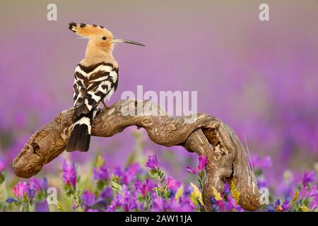 Hoopoe (Upupa-Epops), Salamanca, Castilla y Leon, Spanien Stockfoto