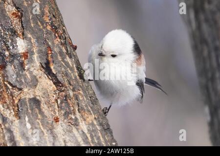 Aegithalos Caudatus Japoncus Stockfoto