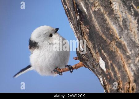 Aegithalos Caudatus Japoncus Stockfoto