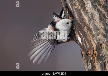 Aegithalos Caudatus Japoncus Stockfoto