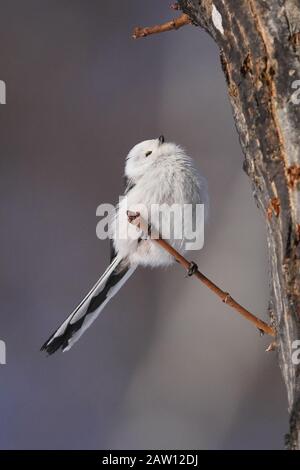 Aegithalos Caudatus Japoncus Stockfoto