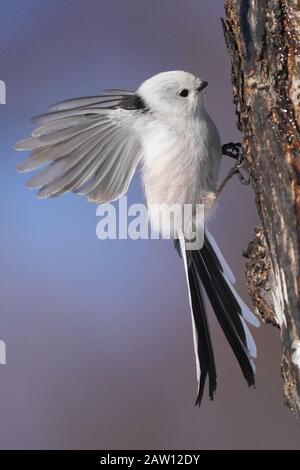 Aegithalos Caudatus Japoncus Stockfoto