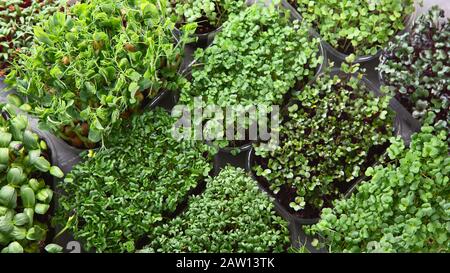 Verschiedene Typen gemischter Mikrogrüns in Schalen mit grauem Hintergrund. Draufsicht Stockfoto