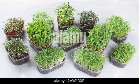 Verschiedene Typen gemischter Mikrogrüns in Schalen mit grauem Hintergrund. Stockfoto