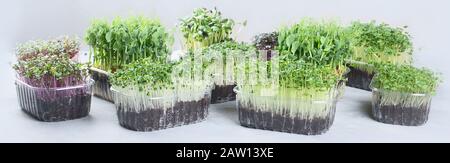 Verschiedene Typen gemischter Mikrogrüns in Schalen mit grauem Hintergrund. Panorama, Banner Stockfoto