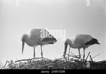 Storks Paar in Oudewater wiedervereinigt Datum: 21. April 1960 Ort: Oudewater Schlüsselwörter: Storcheinsparungen Stockfoto