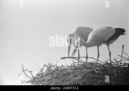 Storks-Paar in Oudewater wieder vereint entlang des geschäftigen Nestes bis heute: 21. April 1960 Ort: Oudewater Keywords: Storch-Einsparungen Stockfoto