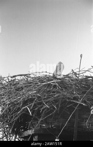 Storks Paar in Oudewater wiedervereinigt Datum: 21. April 1960 Ort: Oudewater Schlüsselwörter: Storcheinsparungen Stockfoto