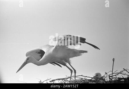 Storks Paar wieder in Oudewater vereint, Männer fliegt heraus, um nach Nahrung zu suchen Datum: 21. April 1960 Ort: Oudewater Schlüsselwörter: Storcheinsparungen, ESSEN Stockfoto