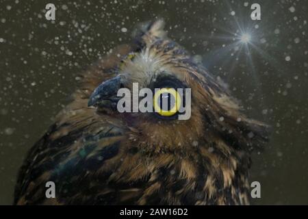 Buffy Fish Eule, Ketupa ketupu, Malay Fish Owl. Stockfoto