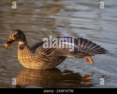 Mallard-Weibchen streckt ihren Flügel aus. Stockfoto