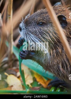 Nutria frisst ein Blatt, das er mit den Beinen hält. Stockfoto