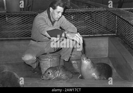 Am Strand von Zandvoort werden die gestrandeten Robben in Artis Datum: 3. Januar 1969 Ort: Amsterdam, Noord-Holland Schlüsselwörter: Siegel Institution Name: Artis gepflegt Stockfoto