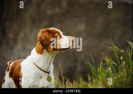 Brittany Spaniel Hund Outdoor-Porträt Stockfoto