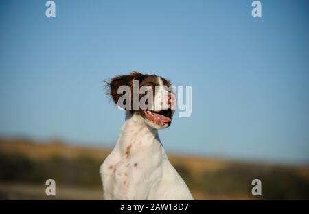 Brittany Spaniel Hund Outdoor-Porträt Stockfoto