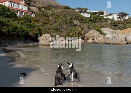 Ein Paar afrikanischer Pinguine (Spheniscus demersus) am Boulders Beach, Table Mountain National Park, Simonstown, Kapstadt, Südafrika. Stockfoto