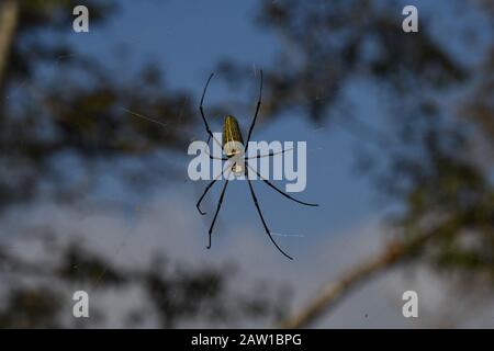 Giant Wood Spider (Nephila pilipes) im Netz. Eine sehr große weibliche Spinne gelb und schwarz in Farbe. Periyar Tiger Reserve, Südindien Stockfoto