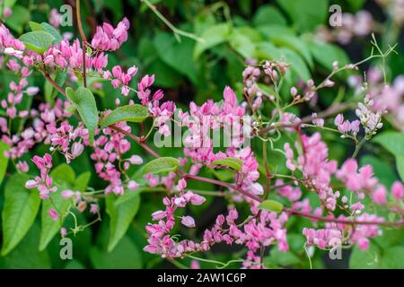 Blütender rosafarbener Antigonon-Leptopus oder mexikanischer Kriechgang Stockfoto