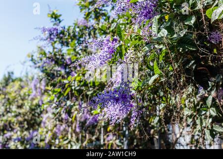 Blühende Petrea volubilis oder Purpurkranz, Königinkranz, Sandpapierrebe oder Nilmani. Bali, Indonesien. Stockfoto