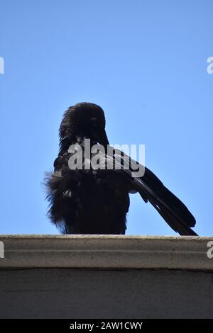 Krähe auf dem Dach Stockfoto