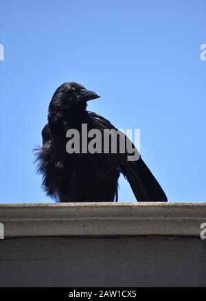 Krähe auf dem Dach Stockfoto