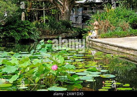 Ein zentraler Teich im Royal Botanical Gardens mit lotosblüten. Sydney, Australien Stockfoto