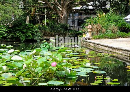 Ein zentraler Teich im Royal Botanical Gardens mit lotosblüten. Sydney, Australien Stockfoto