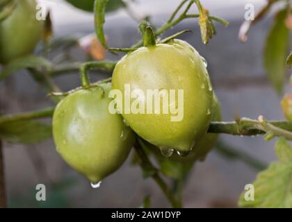 Grüner Tomatenobst wächst auf der Pflanze dicht mit Wassertröpfchen. Stockfoto