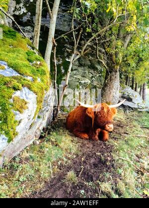 Hochland-Ingwer-Kuh ruht auf dem Gras. Kuh-Porträt. Stockfoto